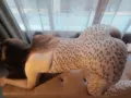 Escort Linda Fulfills your Fantasies Facefuck